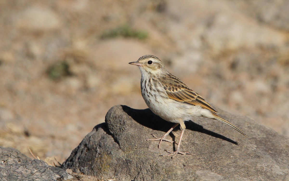 Berthelot's Pipit - Christoph Moning