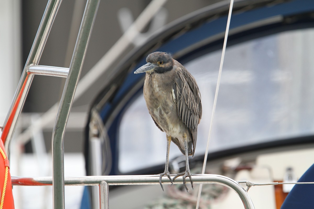 Yellow-crowned Night Heron - ML64829291