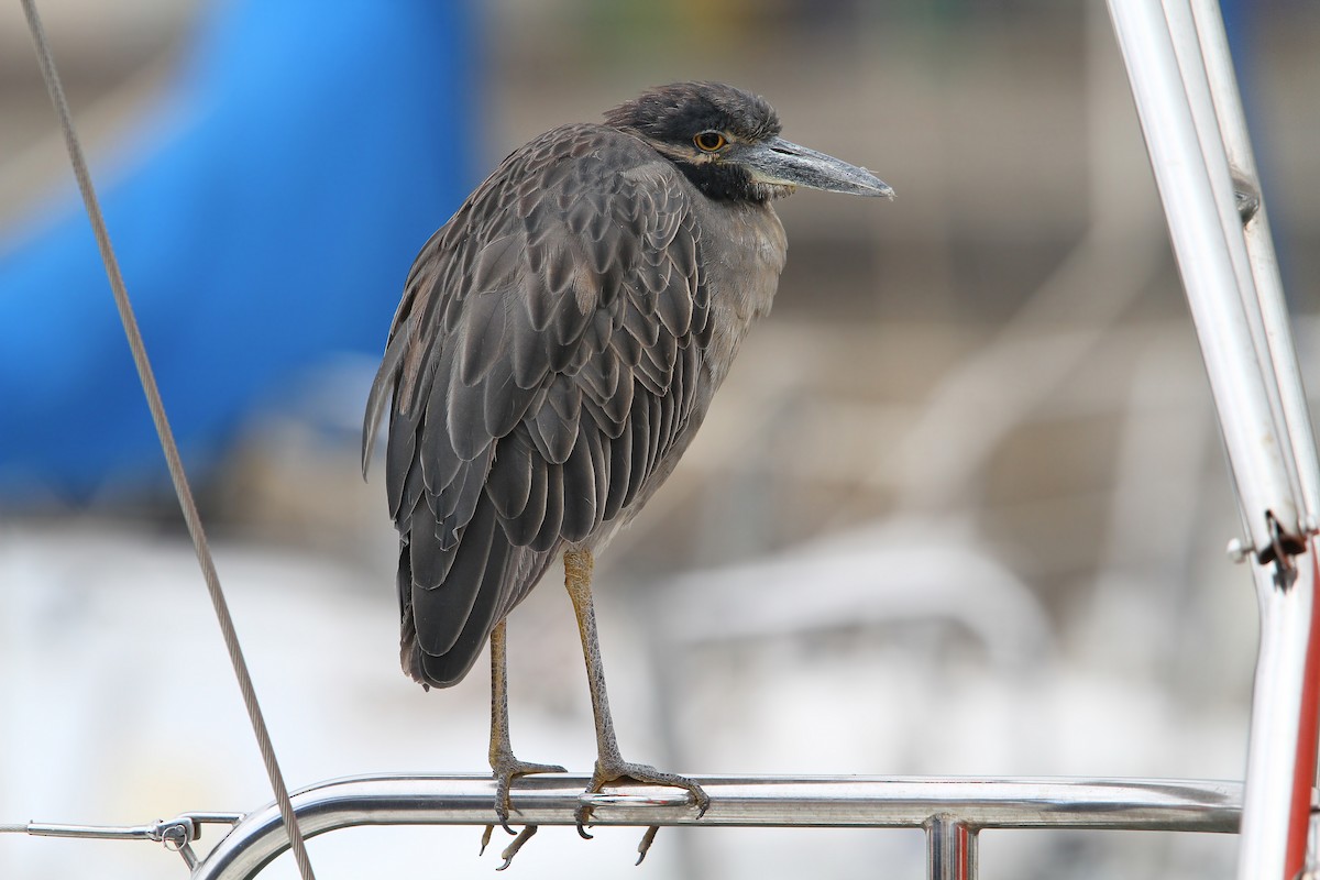 Yellow-crowned Night Heron - Christoph Moning