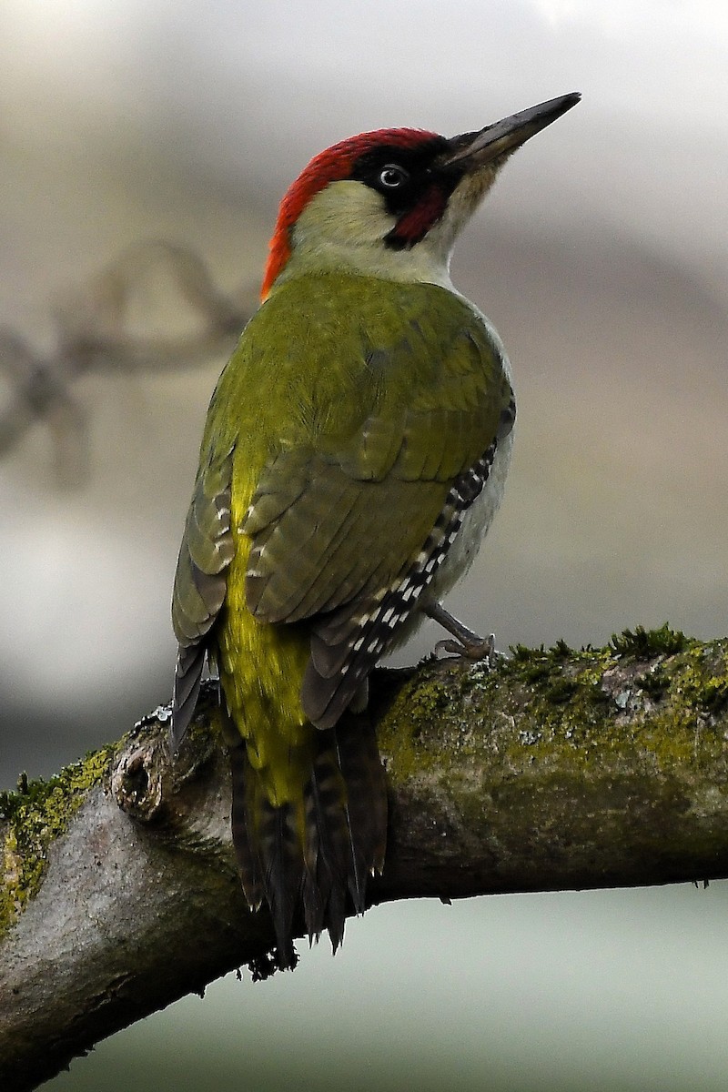 Eurasian Green Woodpecker - ML648293134