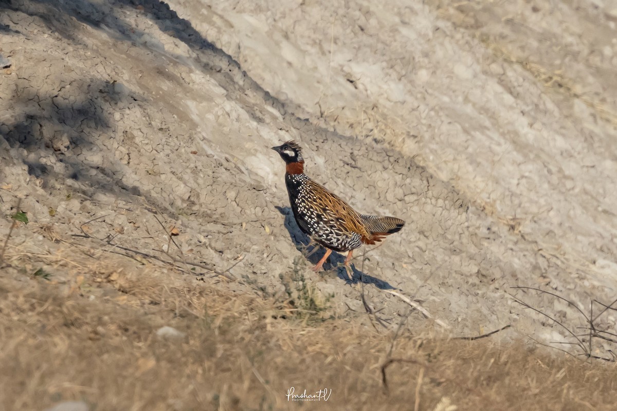 Black Francolin - ML648293247