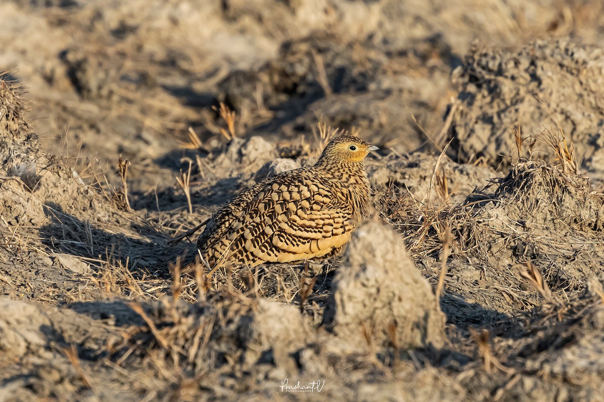 Chestnut-bellied Sandgrouse - ML648293254