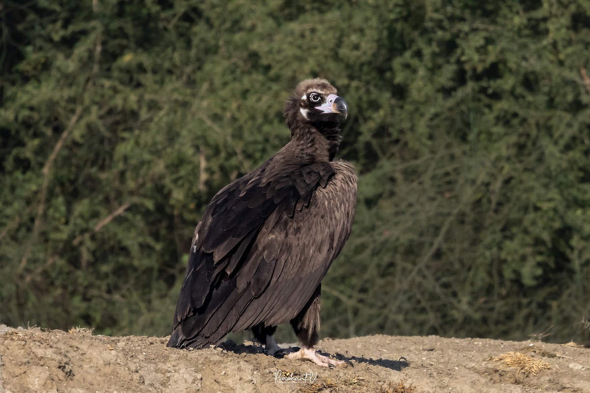 Cinereous Vulture - ML648293306