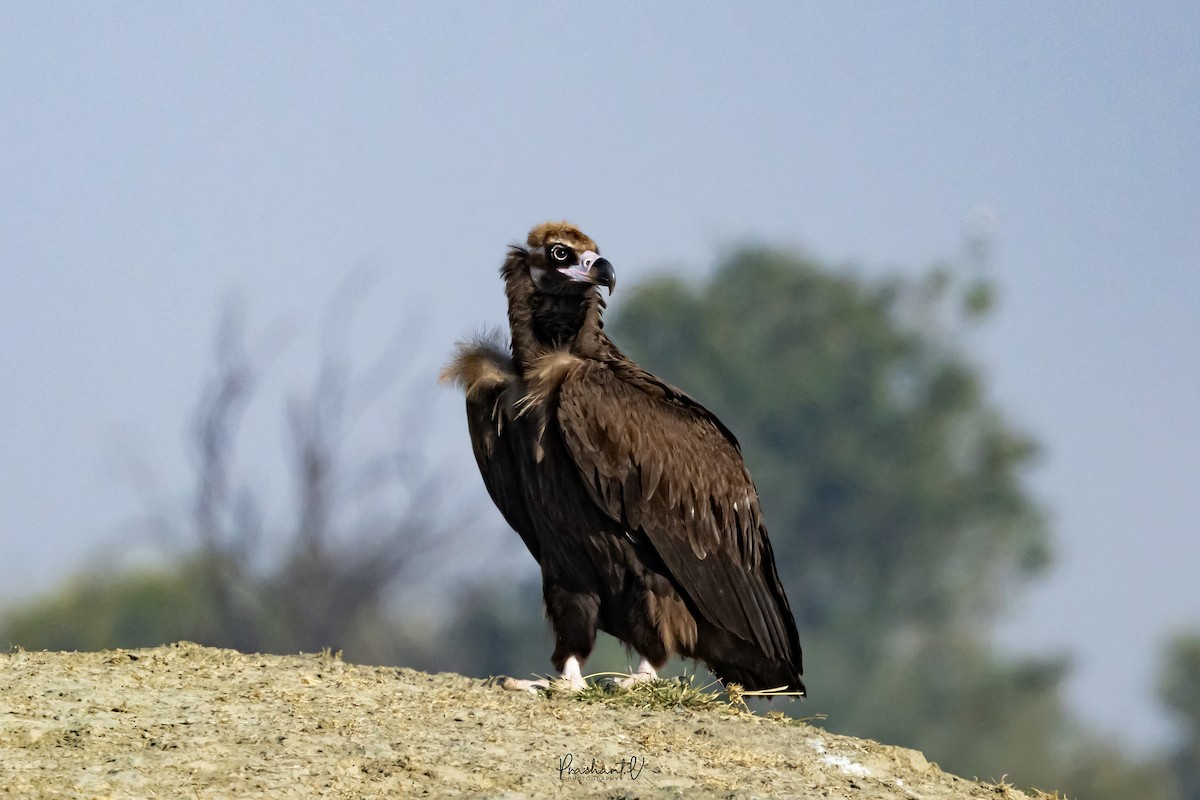 Cinereous Vulture - ML648293309