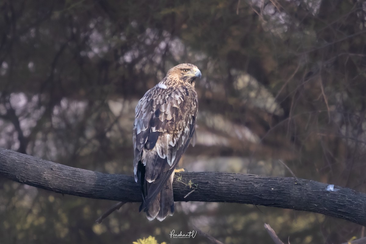 Imperial Eagle - ML648293328