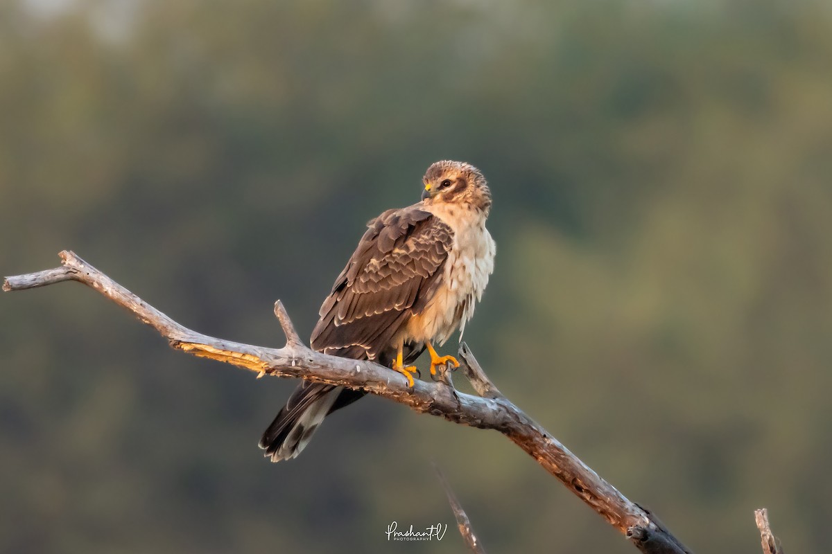 Pallid Harrier - ML648293330