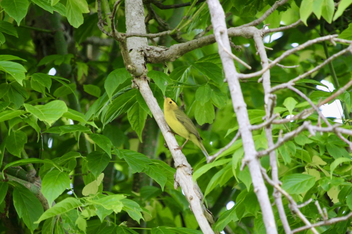 Wilson's Warbler - ML648293361