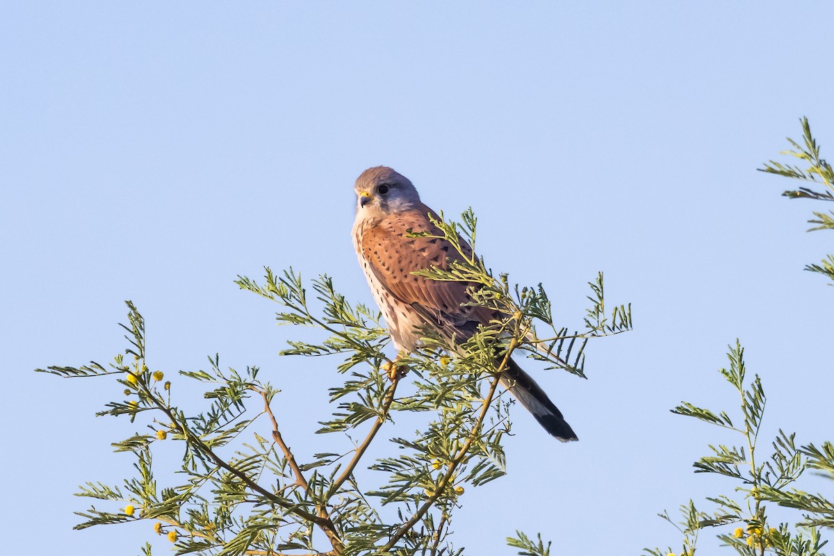 Eurasian Kestrel - ML648293373