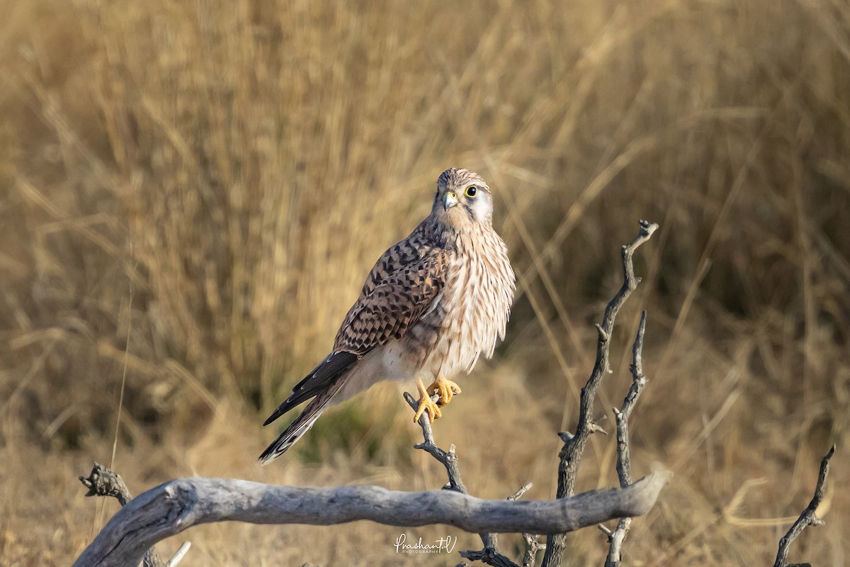 Eurasian Kestrel - ML648293376