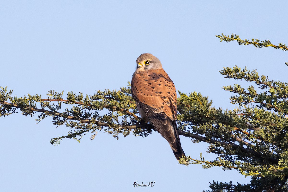 Eurasian Kestrel - ML648293379