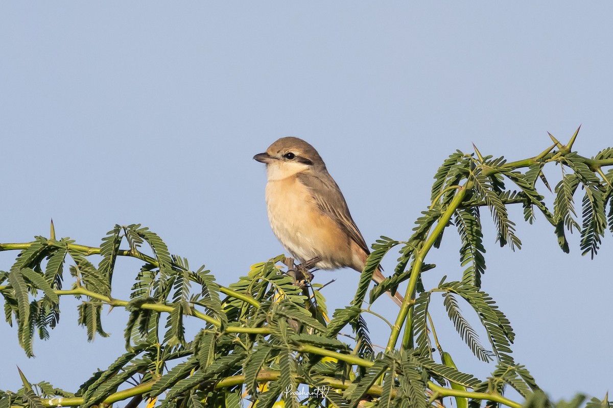 Isabelline Shrike - ML648293406