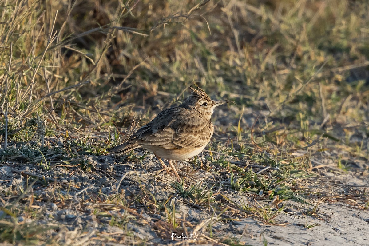 Crested Lark - ML648293415