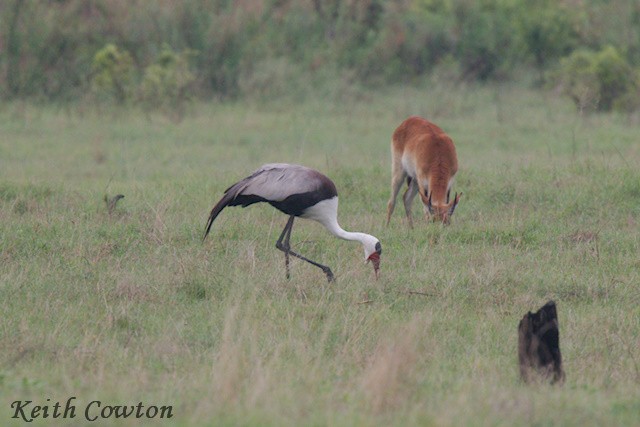 Grue caronculée - ML648293503