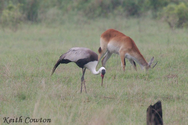 Grue caronculée - ML648293504