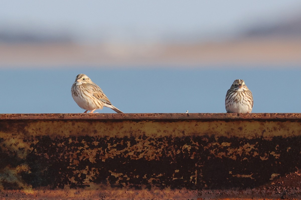 strnadec luční (ssp. princeps) - ML648293733