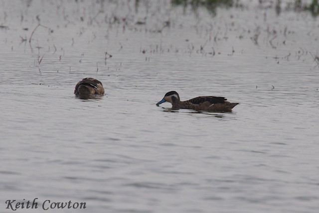 Blue-billed Teal - ML648294187