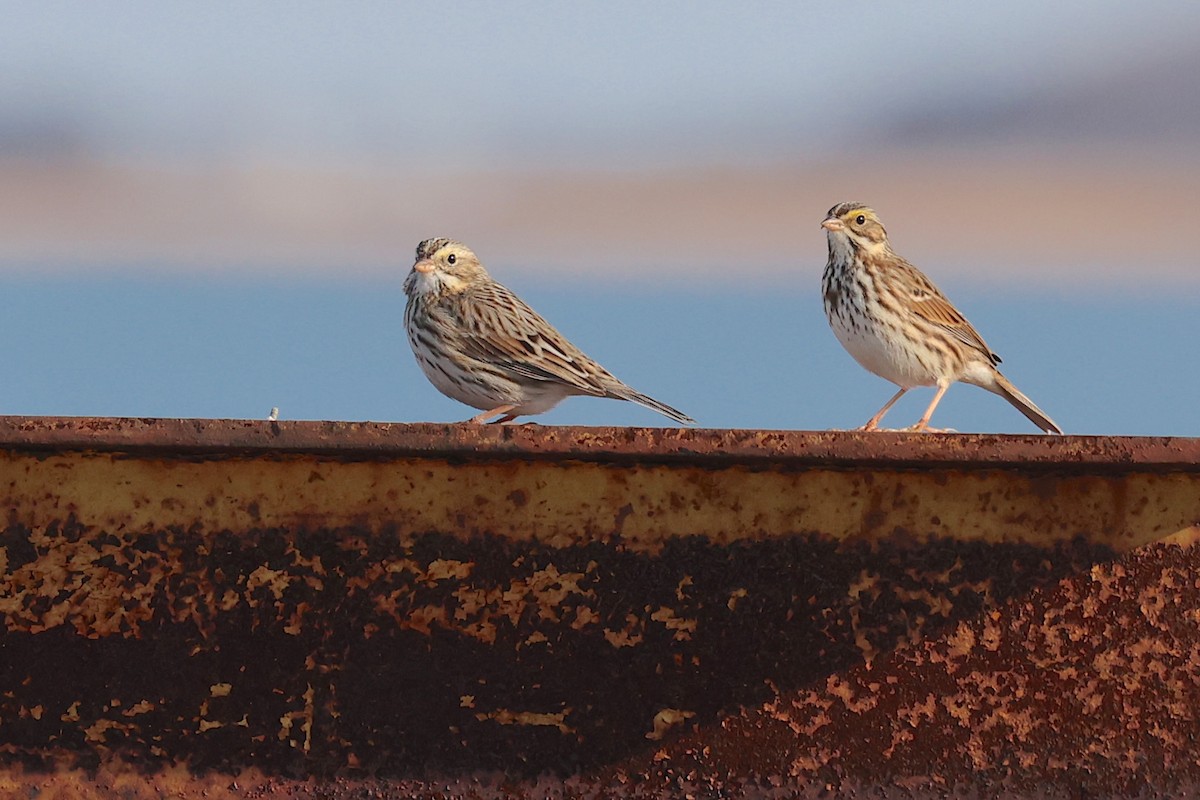 strnadec luční (ssp. princeps) - ML648294465