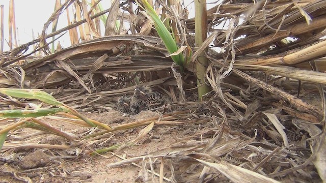 Chestnut-backed Sparrow-Lark - ML648294533