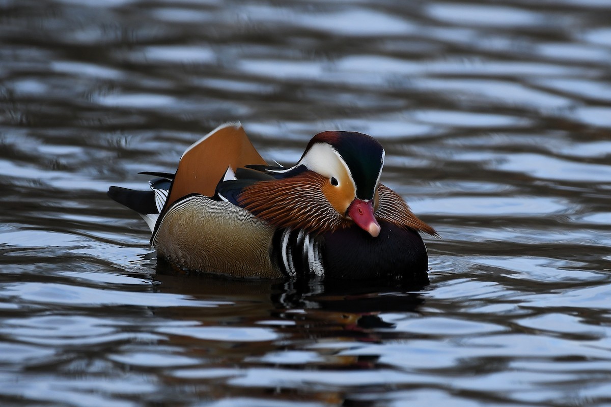 Mandarin Duck - ML648294537