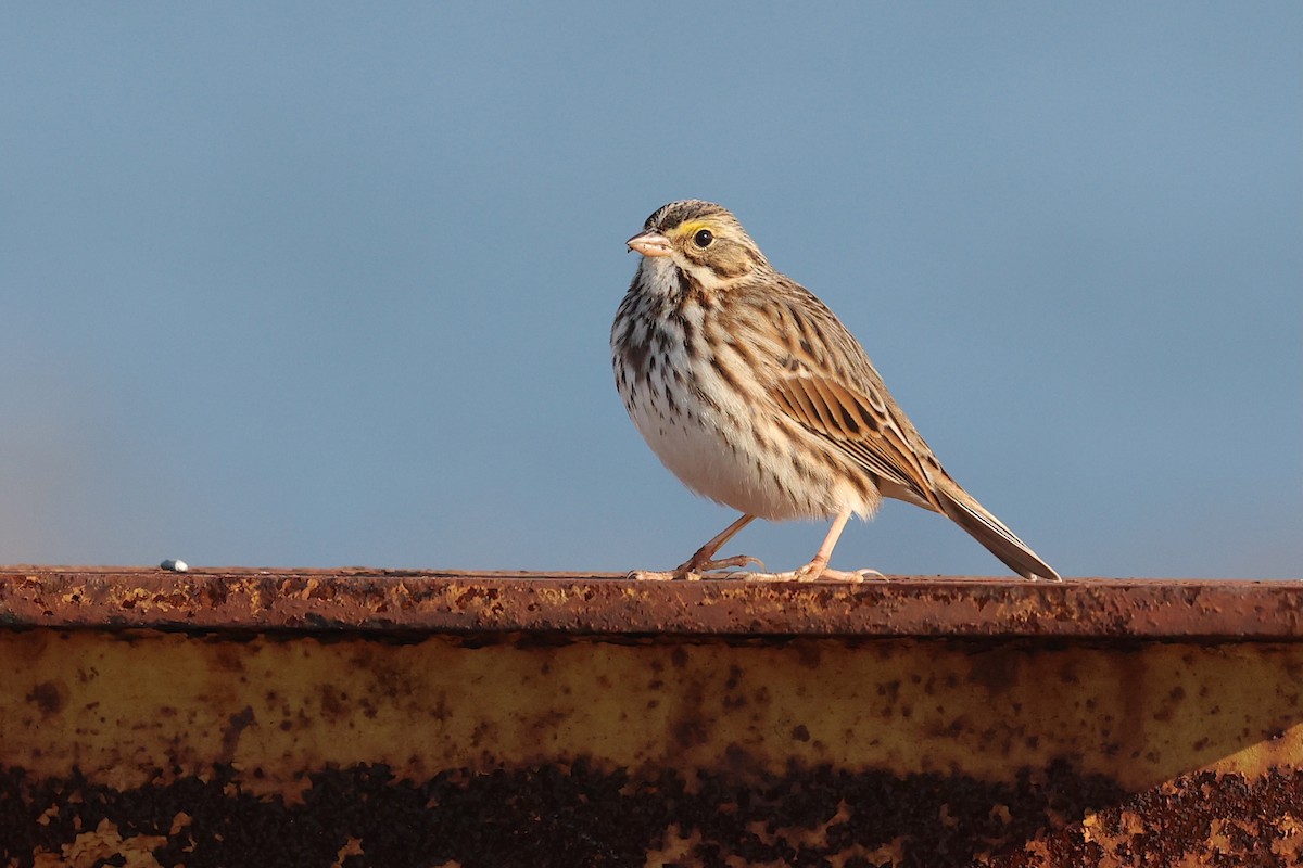 strnadec luční [skupina sandwichensis] - ML648294572