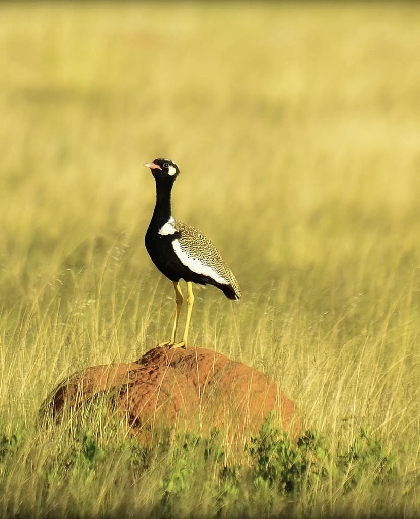 White-quilled Bustard - ML648294590