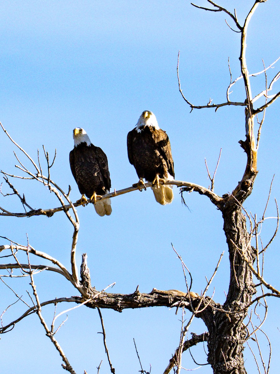 Pygargue à tête blanche - ML648294809