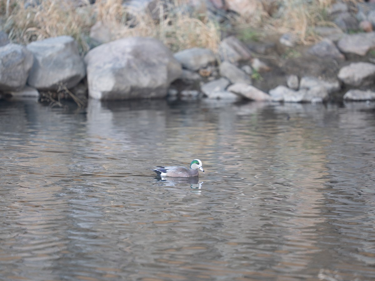 Canard d'Amérique - ML648294915