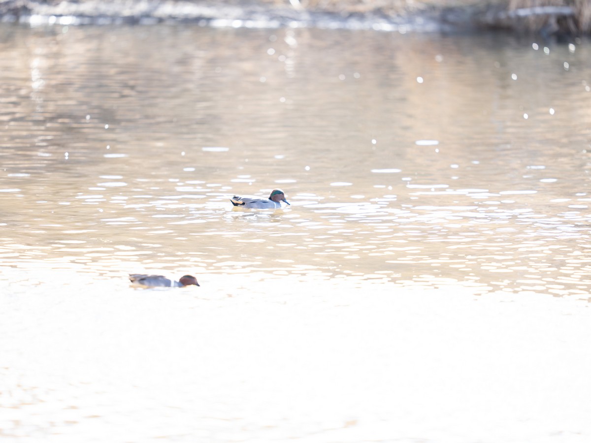 Sarcelle d'hiver - ML648294981