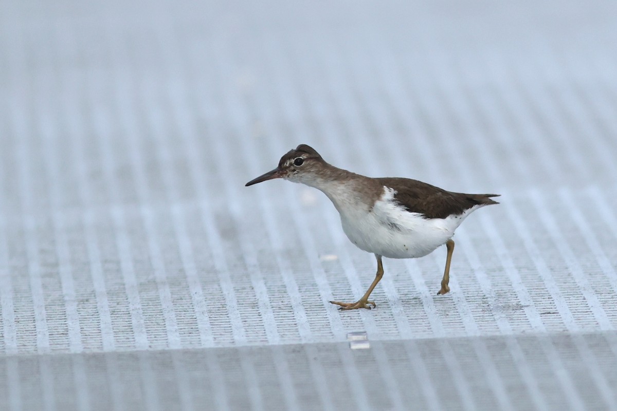 ביצנית נקודה - ML648295327