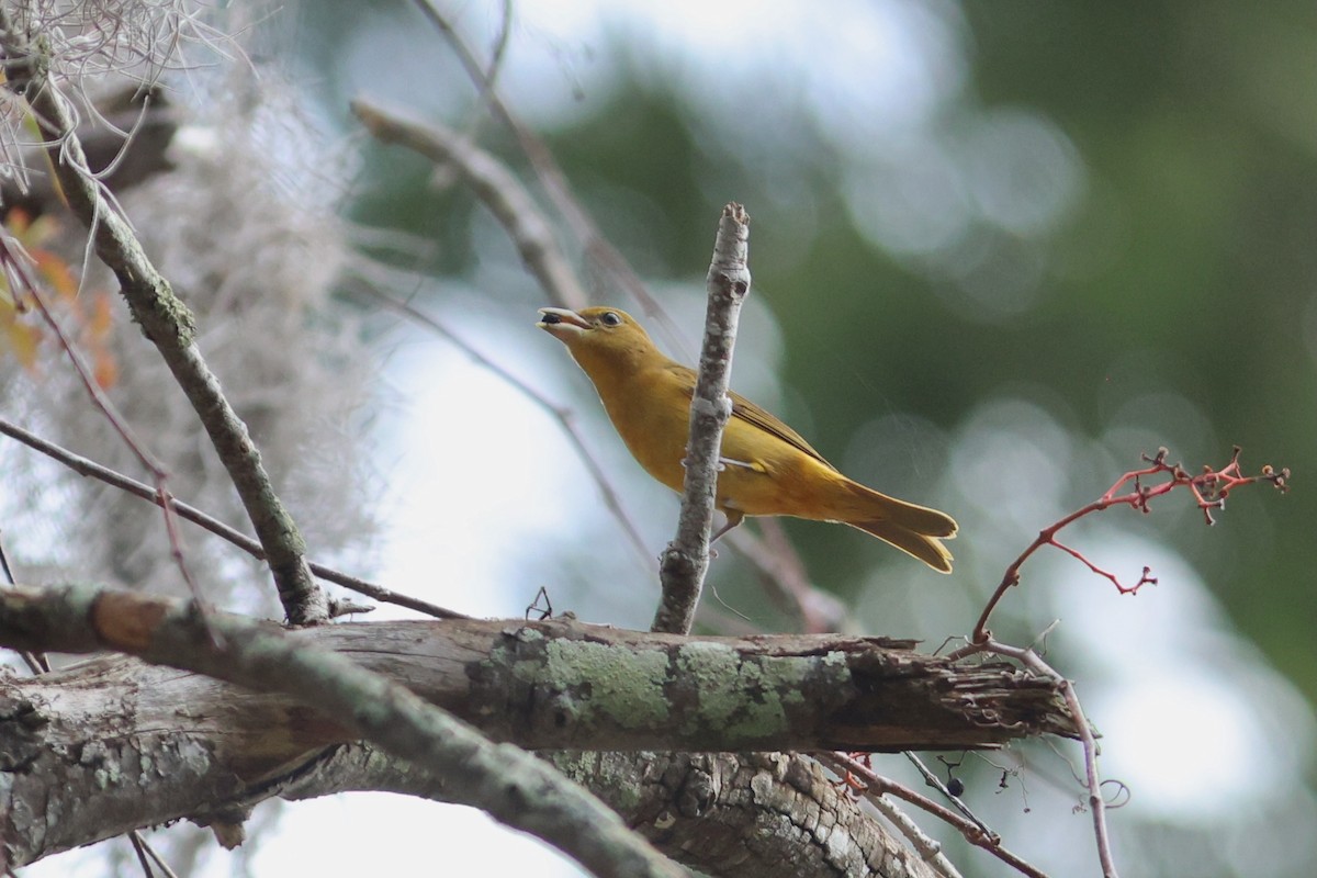 להבית אדומה - ML648295328