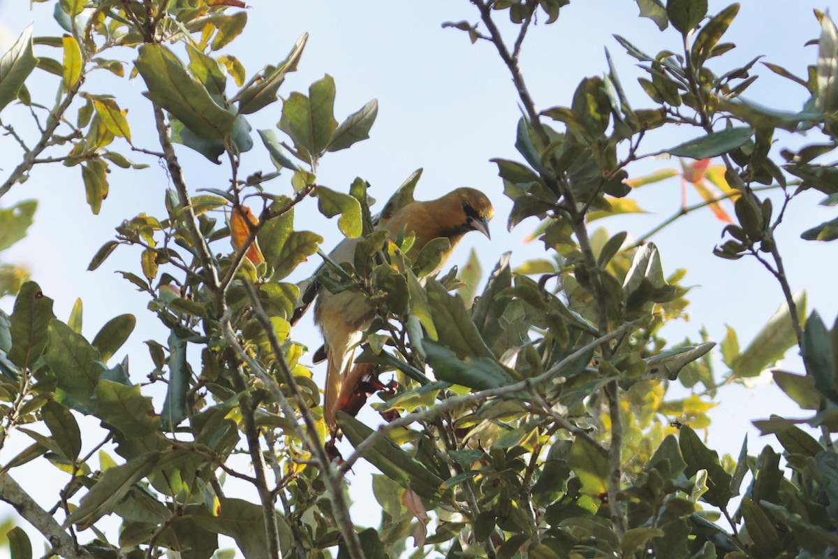 Bullock's Oriole - ML648295334