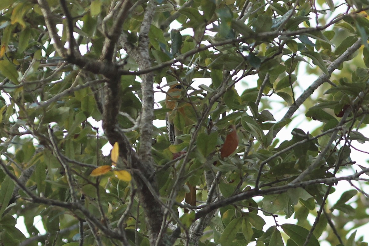Bullock's Oriole - ML648295335