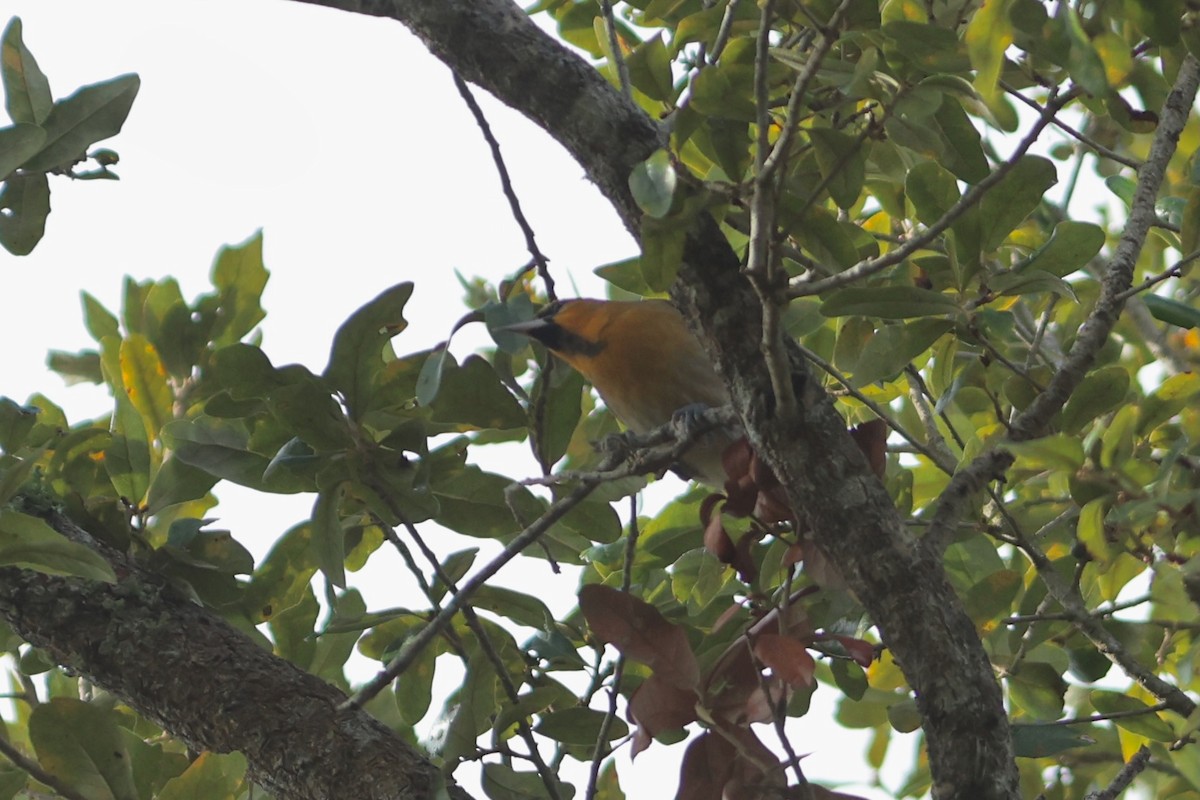 Bullock's Oriole - ML648295336