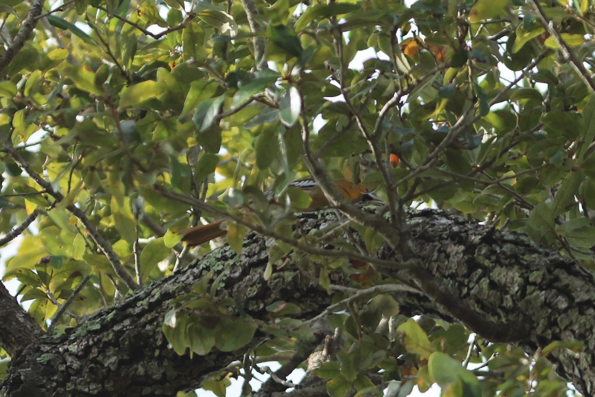 Bullock's Oriole - ML648295337