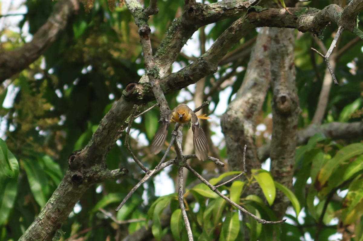 Bullock's Oriole - ML648295338