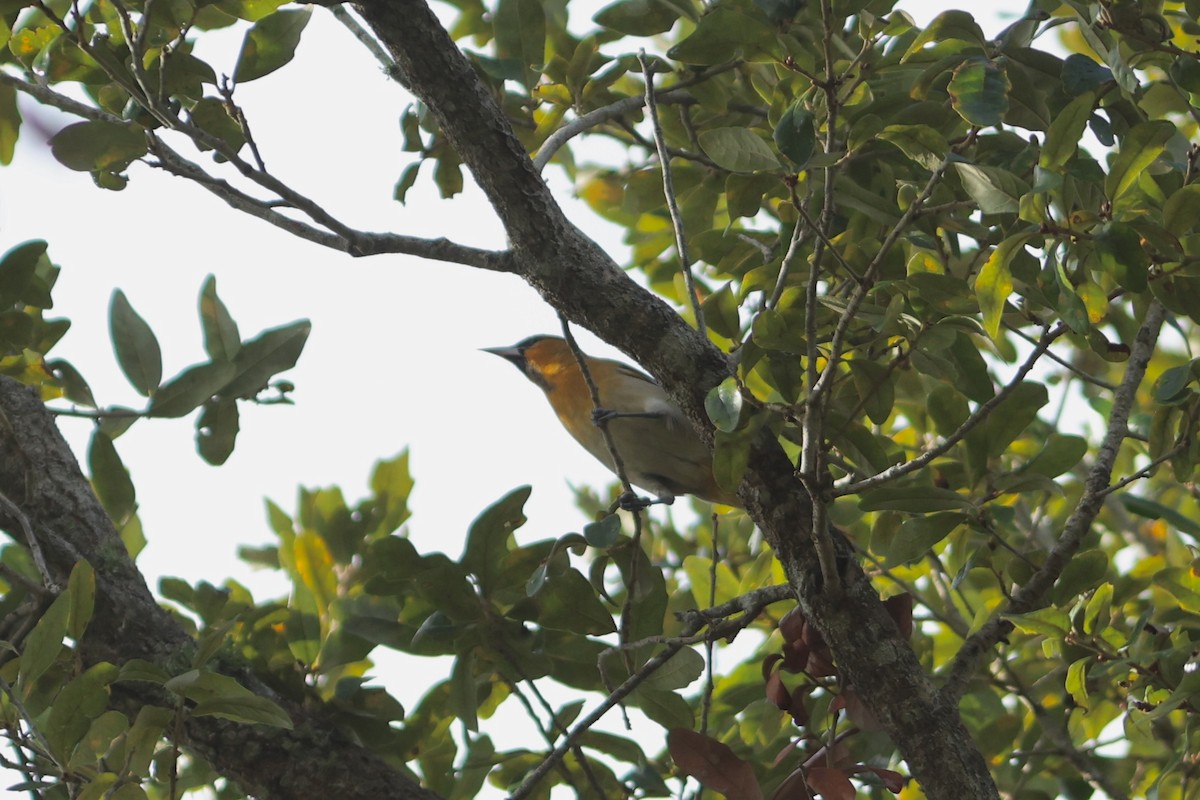 Bullock's Oriole - ML648295339