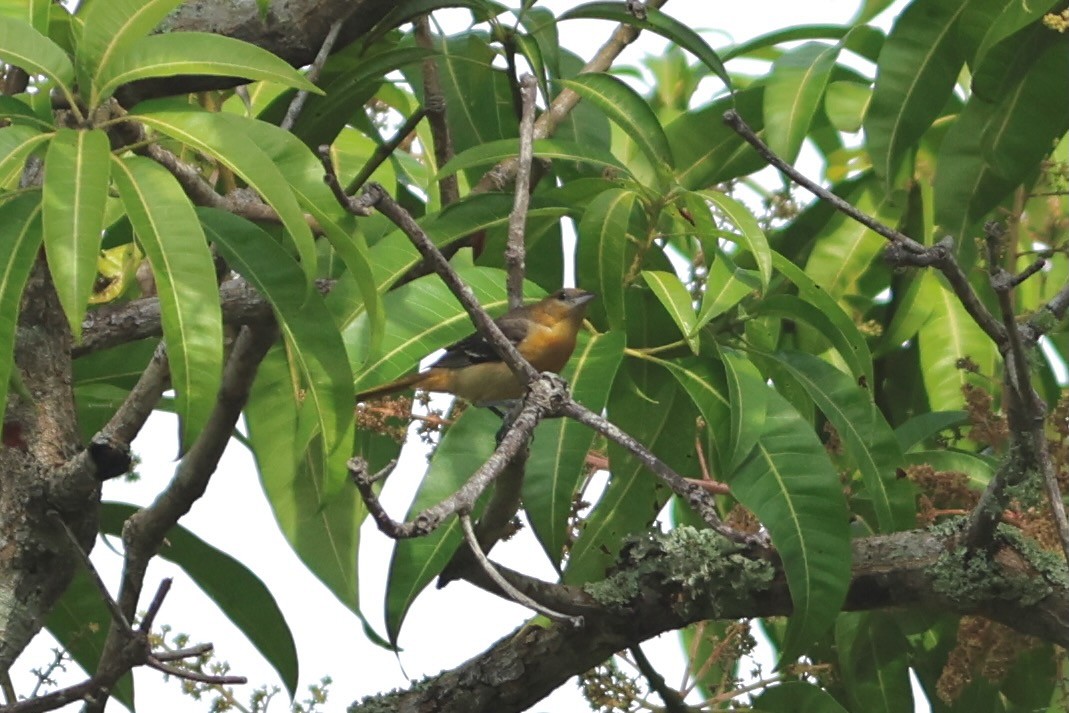 פזאי צפוני - ML648295344