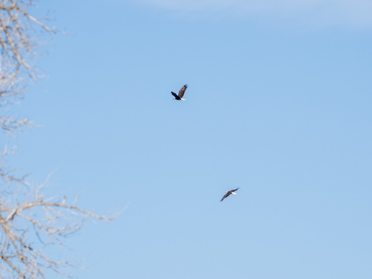 Pygargue à tête blanche - ML648295351