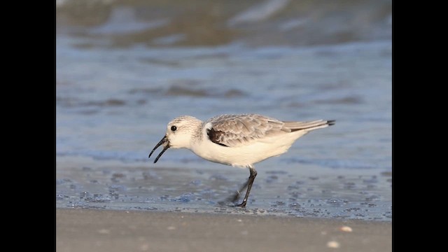 חופית לבנה - ML648295454