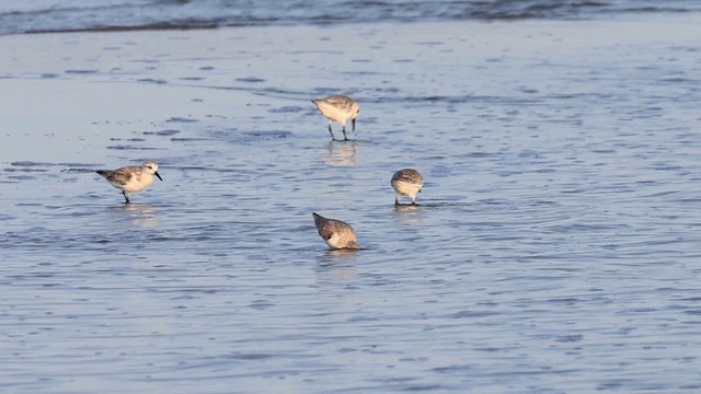 חופית לבנה - ML648295456