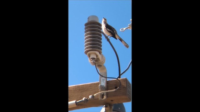 Moqueur polyglotte - ML648295567