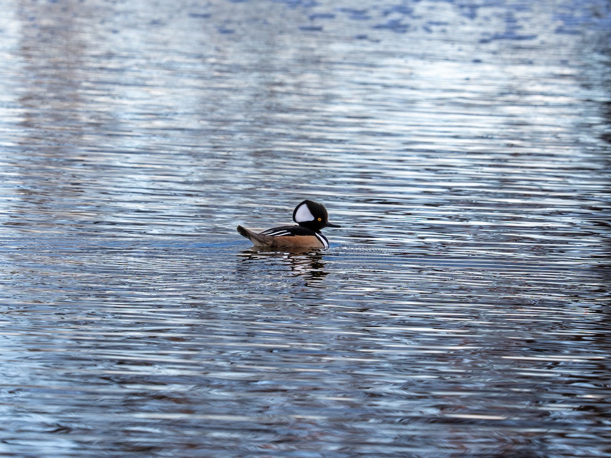 Harle couronné - ML648295613