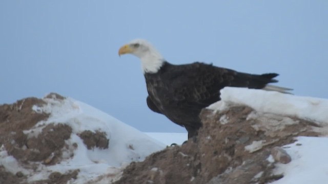 Pigargo Americano - ML648295888