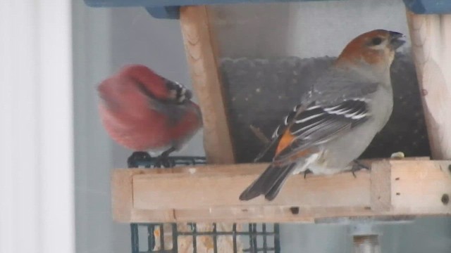 Camachuelo Picogrueso - ML648296089