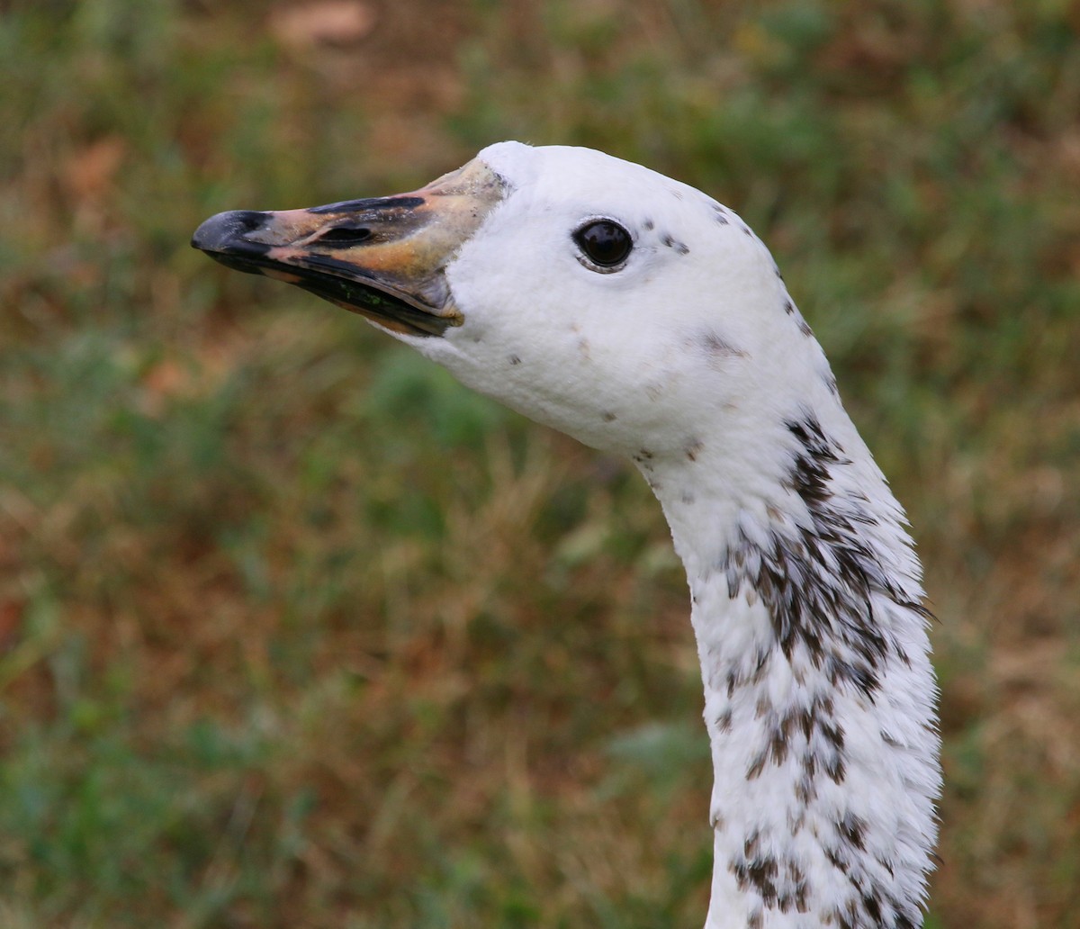 Graylag x Canada Goose (hybrid) - Kaleb Kroeker
