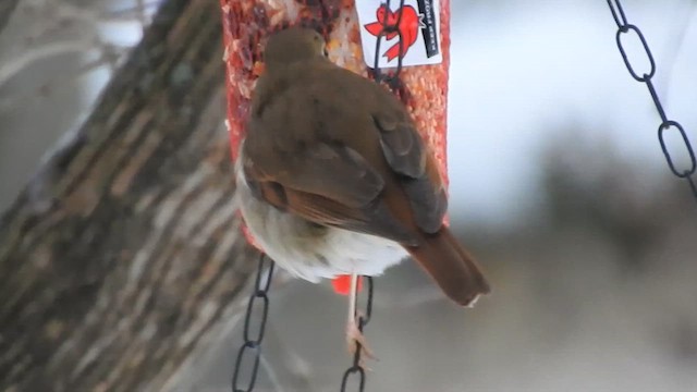 Дрозд-отшельник - ML648296374