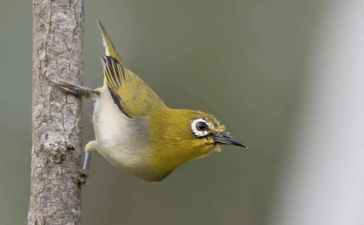 ML648296515 - Swinhoe's White-eye - Macaulay Library