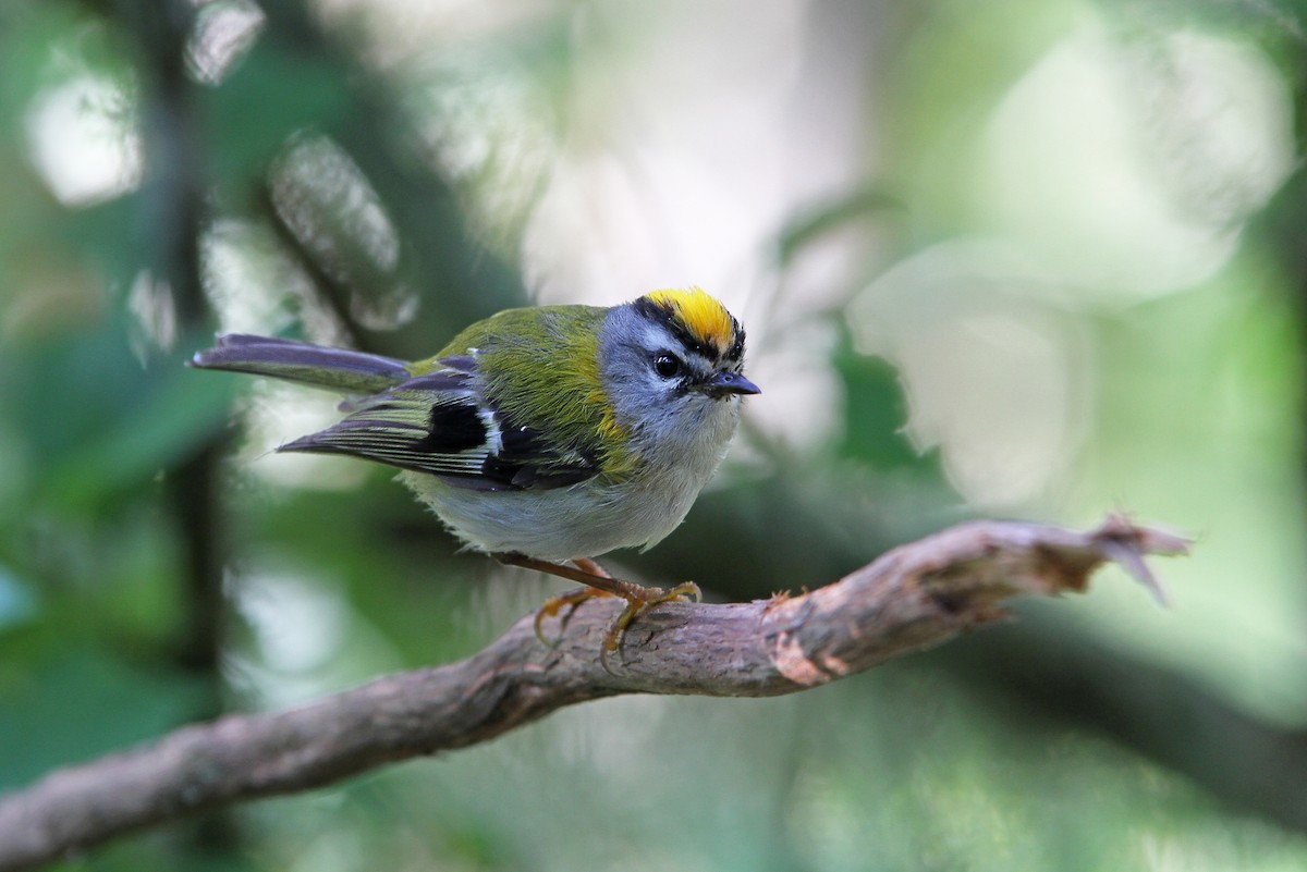 Madeira Firecrest - Christoph Moning