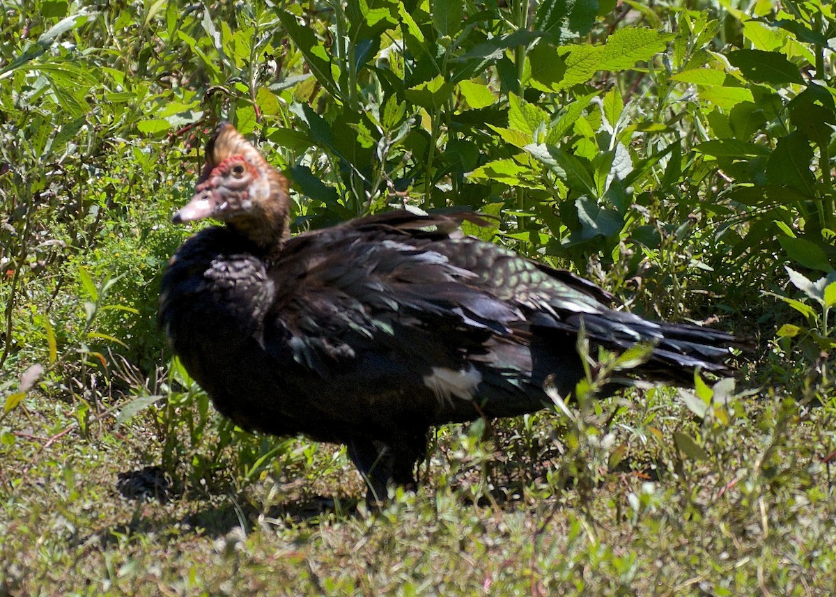 Muscovy Duck (Domestic type) - ML64829681