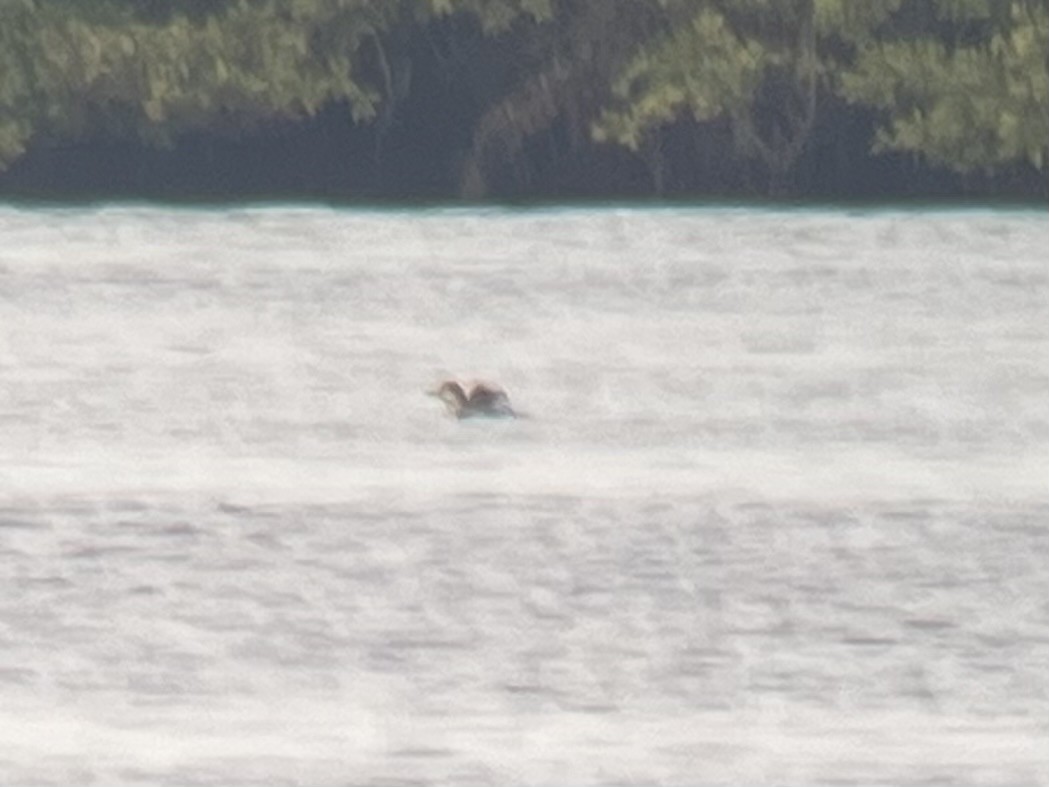 צוללן בלתי-מזוהה - ML648296846